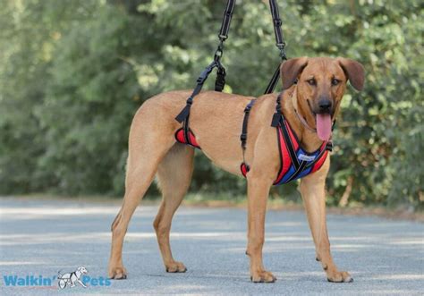 Walkin Lift N Step Harness Full Body Dog Harness Walkin Pets