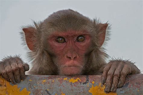 Study Confirms Monkeys Can Do Math The Verge