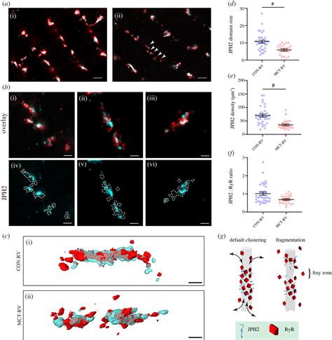 Three Dimensional Visualization Of The Cardiac Ryanodine Receptor