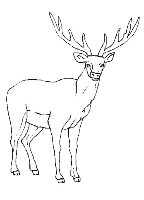 Elk Coloring Pages Best Coloring Pages For Kids