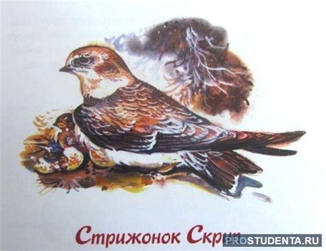 Читательский дневник по сказке «Стрижонок Скрип» Астафьева: главные ...