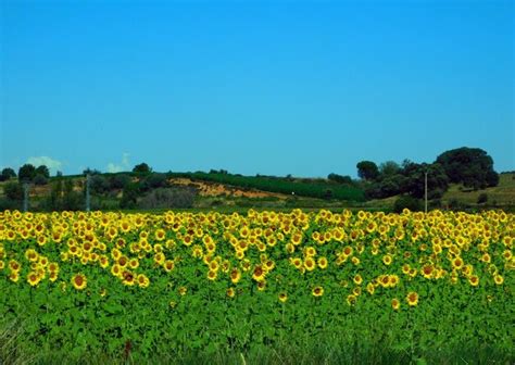 Premium Photo | Sunflower fields in july month in navianos of valverde in spain