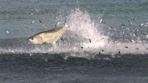 Just Plain Awesome Footage - BlackTipH Fishing | BDOutdoors | Bloodydecks