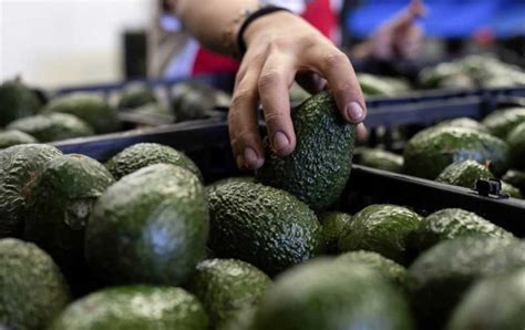 ‘frena Eu Importación De Aguacate Mexicano