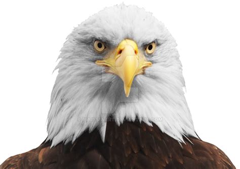 Bald Eagle Bird Of Prey North America Majestic Bird Strong Wings PNG