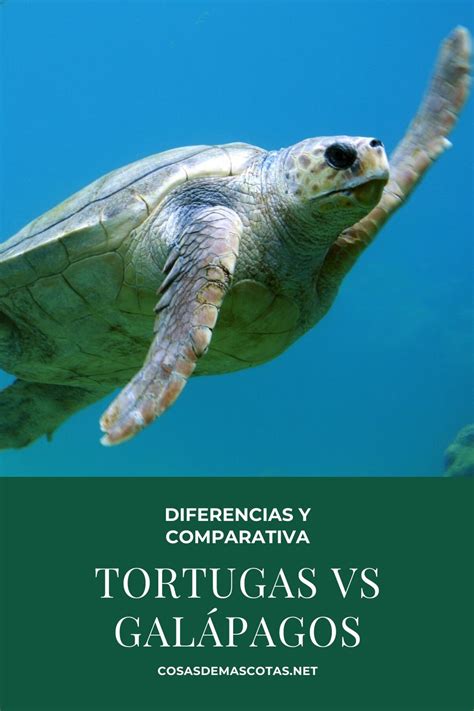 Tortugas Vs Gal Pagos Diferencia Y Comparativa En Puntos