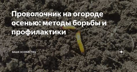 Проволочник на огороде осенью: методы борьбы и профилактики | Ваше ...