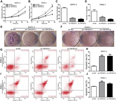 Tnfsf Promotes Metastasis Of Pancreatic Cancer Through Wnt Snail