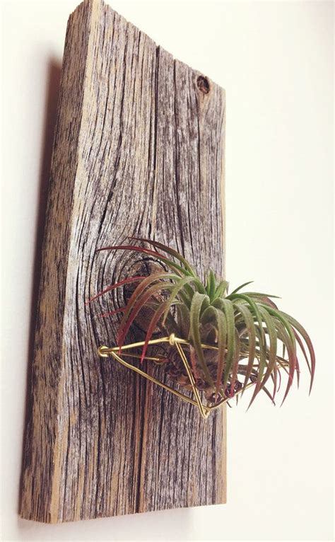 An Air Plant Hanging On A Wooden Wall