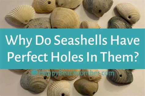 Why Do Seashells Have Perfect Holes In Them Glad You Asked