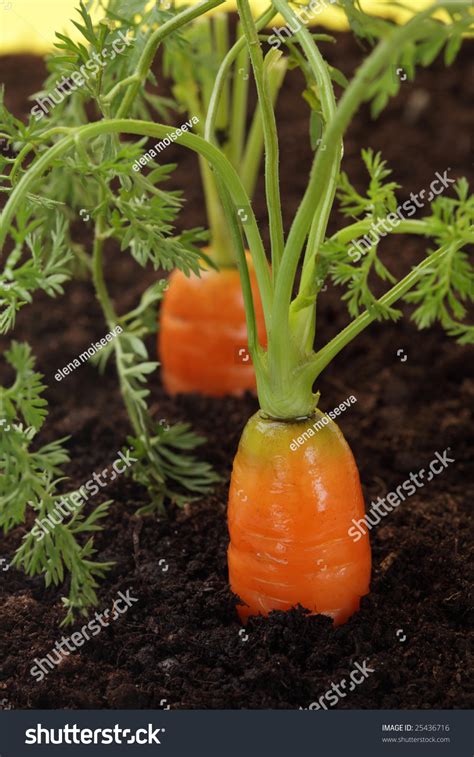 Carrots Growing In The Soil Shalow Dof Stock Photo 25436716 Shutterstock