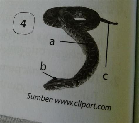 Detail Gambar Ular Dan Fungsi Anggota Tubuh Koleksi Nomer 2