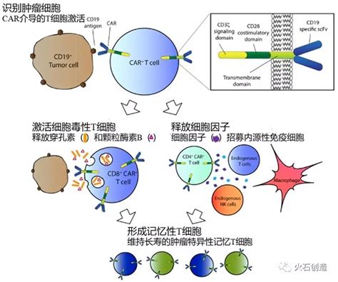 一文读懂肿瘤免疫治疗新贵——car T（一）经济学人 前瞻网