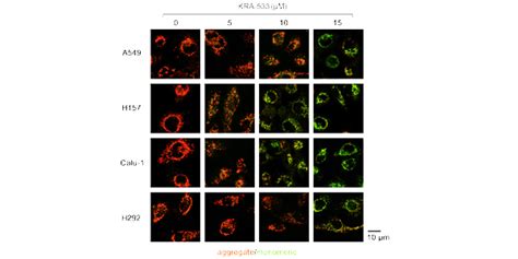 Jc 1 Cbic2 Mitochondrial Membrane Potential Probe Medchemexpress