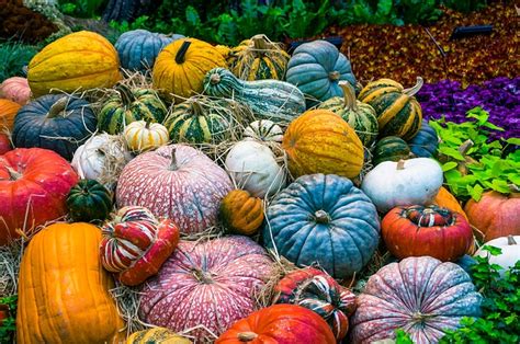 Pourquoi devriez vous cultiver vos fruits et légumes sous une serre