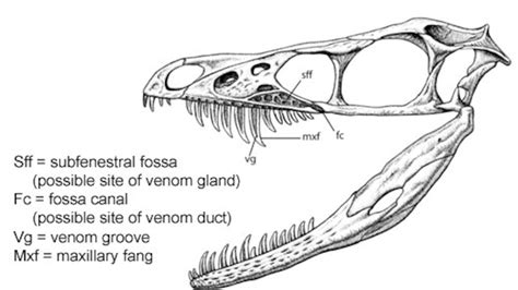 Groovy teeth, but was Sinornithosaurus a venomous dinosaur?