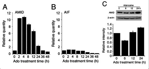 Expression Of The Amid Mrna And Protein In The Real Time Rt Pcr