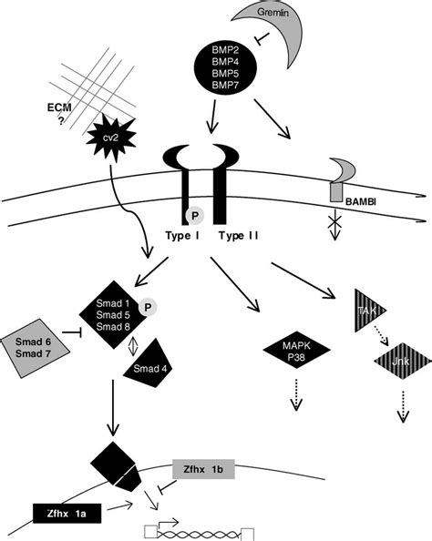 Schematic Representation Of Bmp Signaling Pathway Implicated In The