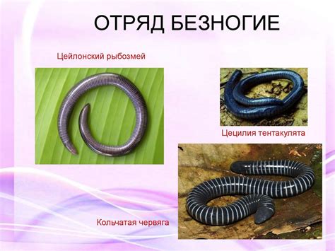 Многообразие и значение земноводных - презентация онлайн