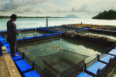 Cara Budidaya Ikan Kerapu Dunia Akuarium