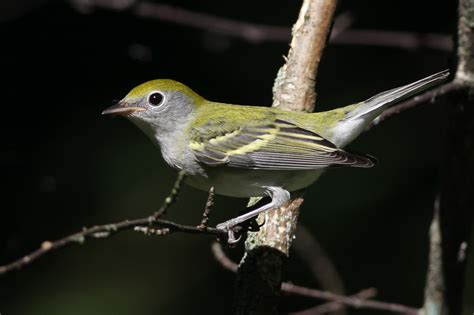 Chestnut Sided Warbler 1st Fall Jeremy Meyer Photography