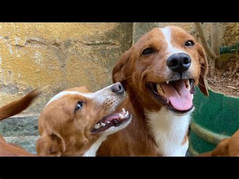 Cachorro Vira Lata Fam Lia Caramelo Pulando De Alegria Youtube