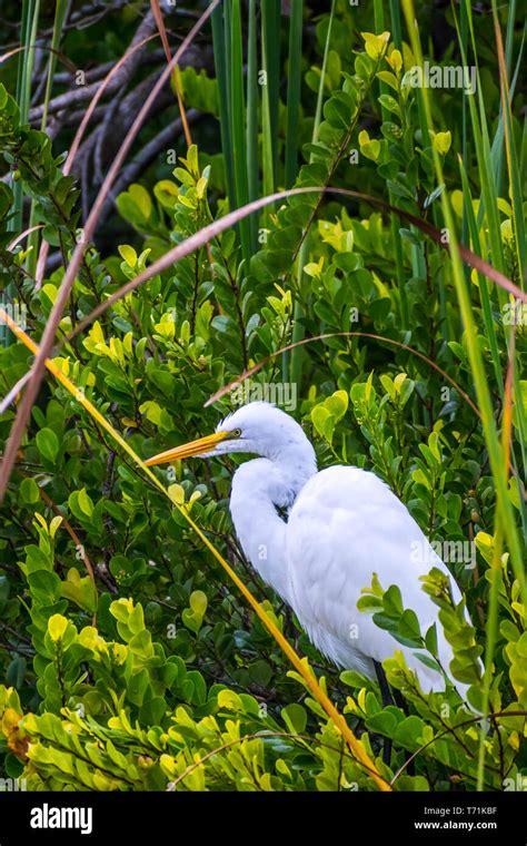 A Great White Egret In Everglades National Park Florida Stock Photo