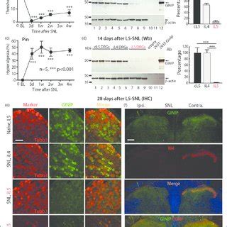 Expression Of Ginip And Colocalization With Classic Markers In Lumbar