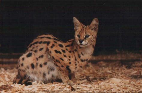 Абакан: Зоопарк