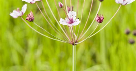 Butomus Umbellatus Schwanenblume Blumenbinse Gartenpflanzen Daepp