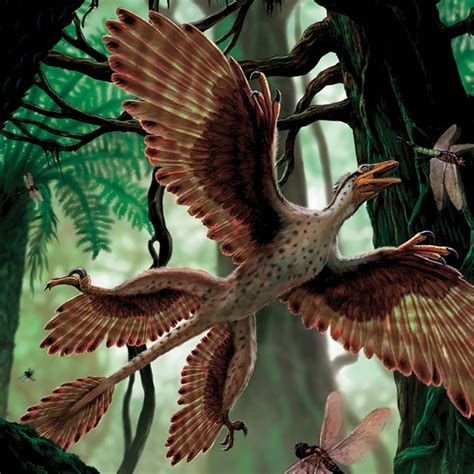 Microraptor Size