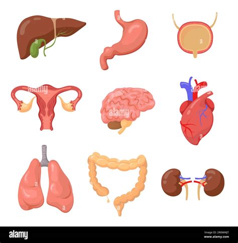 Human Organs Set Stock Vector Image Art Alamy