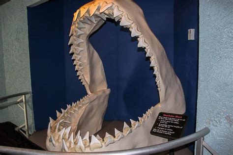 Megalodon's Bite Force: How Does it Compare to a Great White? - A-Z Animals