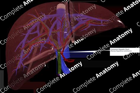 Common Hepatic Duct | Complete Anatomy