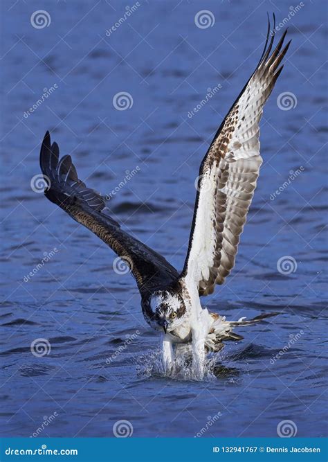 Osprey Pandion Haliaetus in Flight Stock Image - Image of osprey, prey: 132941767