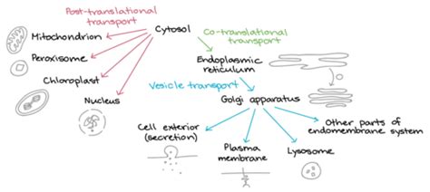 Protein Trafficking Flashcards Quizlet