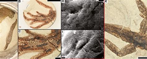 Researchers Have Discovered How To Make Proper Fossils In A Day Sciencealert