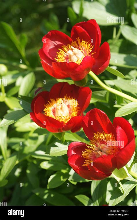 Single Peony Hi Res Stock Photography And Images Alamy