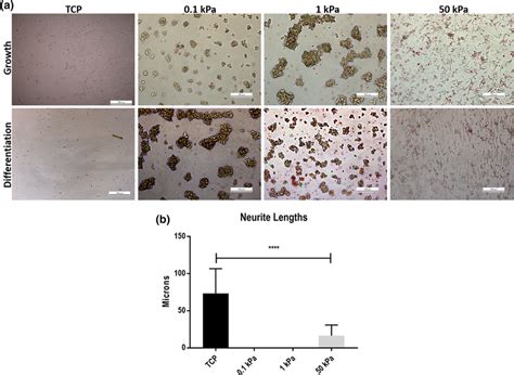 A Brightfield Microscopy Images Of Shsy Y Neuroblastoma Cells