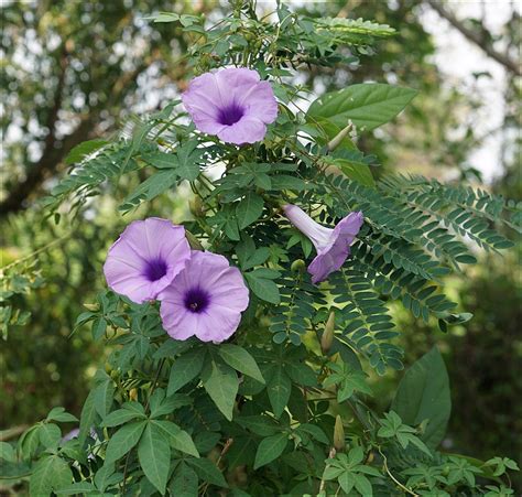 Ipomoea Palmata Cairica Vine 10 Seeds Cairo Morning Glory Railway Cre