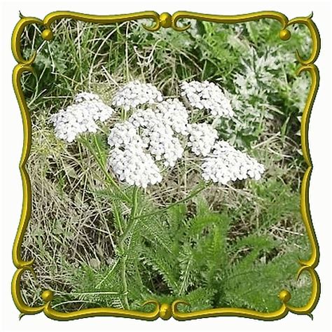 Achillea Millefolium Occidentalis Western Yarrow Yarrow Flower