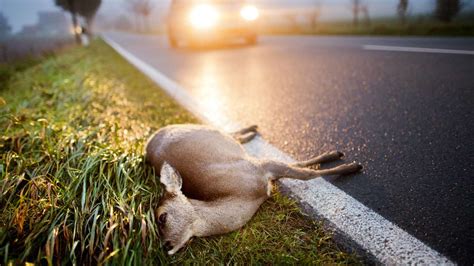 Was tun bei einem Wildunfall Tölzer Jäger erklärt richtiges Verhalten