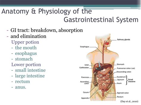 Gastrointestinal System Physiology