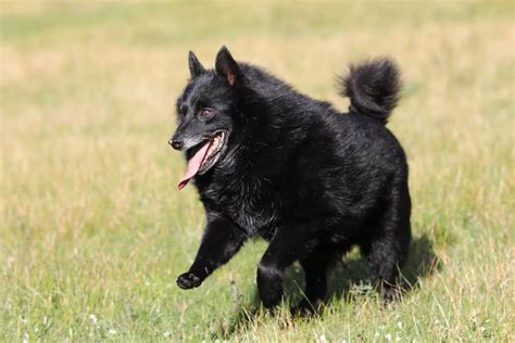 Schipperke Donner Adoption Rescue Qu Bec