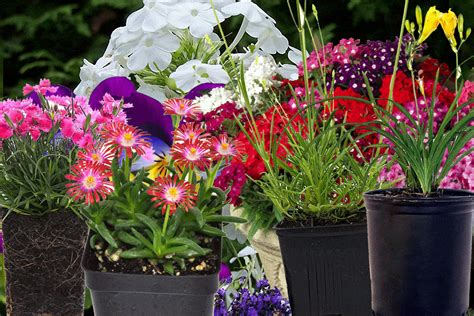 Short Perennials That Bloom All Summer