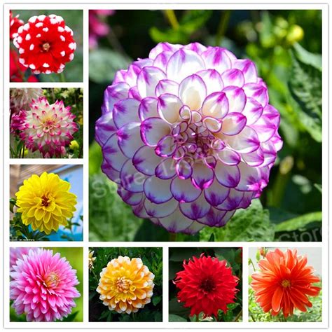 100pcs/bag mix color dahlia flower dahlia flores,bonsai flower plantas Bonsai plant for home ...