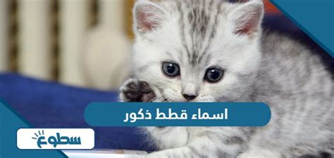 اسماء قطط ذكور موقع سطوع