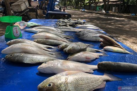 Terkendala Melaut Karena Angin Kencang Harga Ikan Di Lhokseumawe Naik