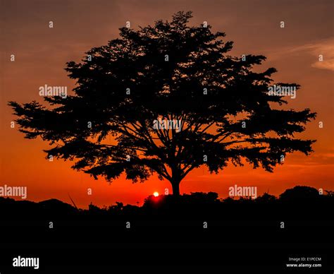 Silueta de un gran árbol en vista de la puesta de sol Fotografía de