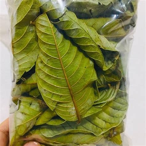 Jual Daun Jambu Biji Segar 250 Gram Daun Jambu Segar Shopee Indonesia